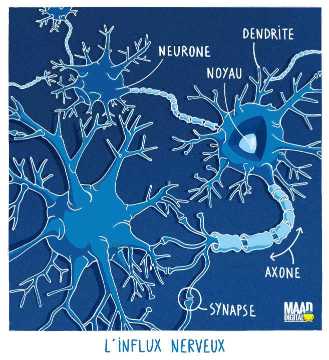 influx nerveux à travers les neurones