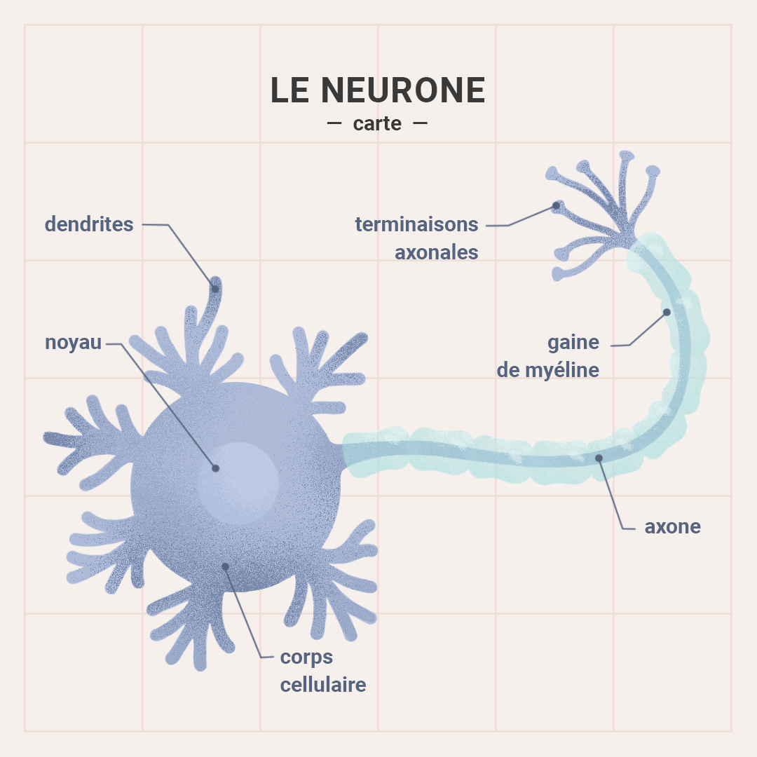 Map - neurone