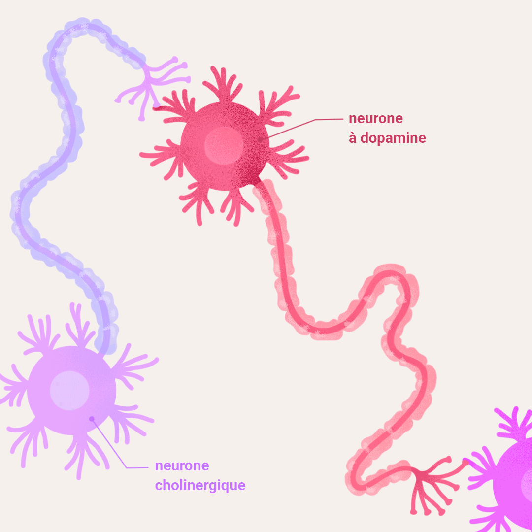 Neurone cholinergique vers neurone à dopamine