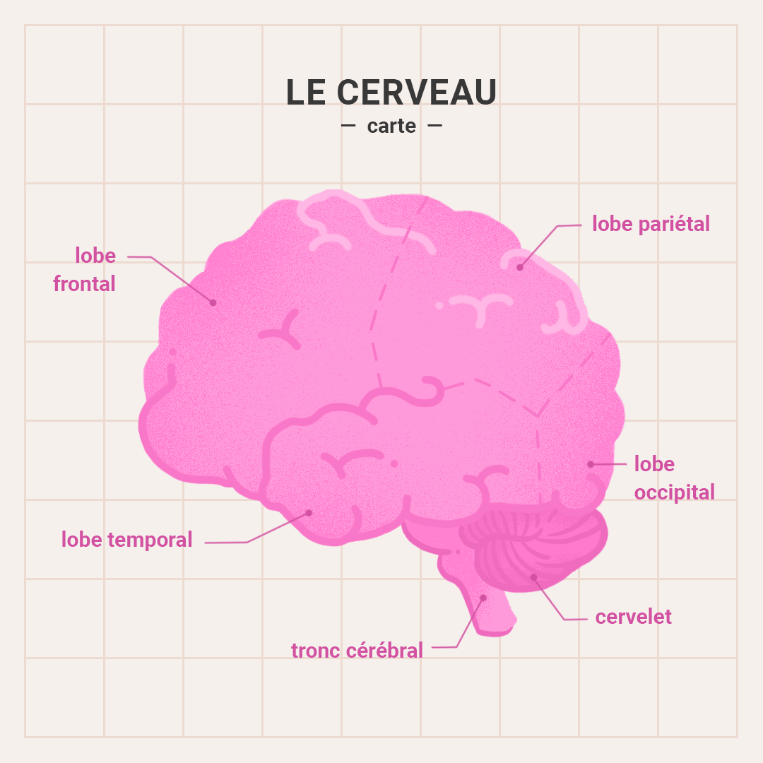 Map Cerveau