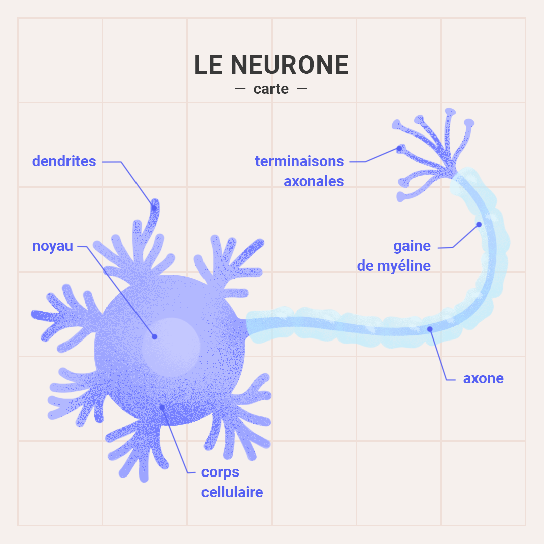 Carte Neurone