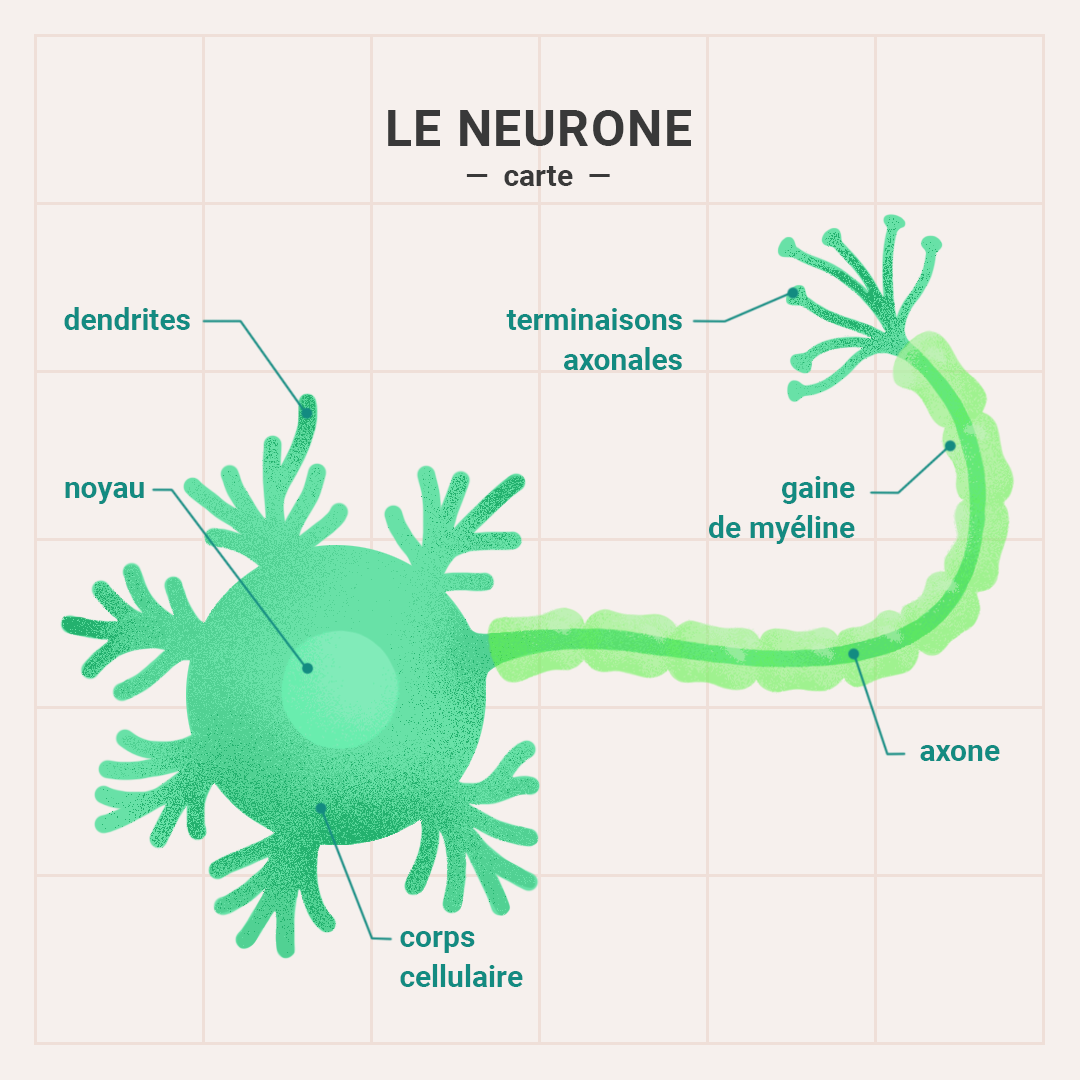 Le neurone -  carte