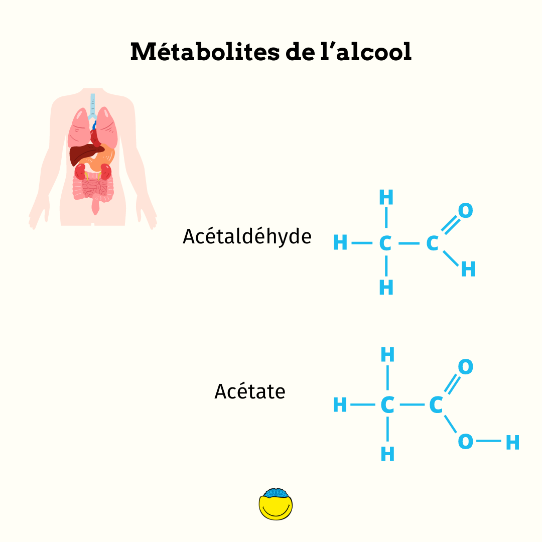 Metabolites de l'alcool