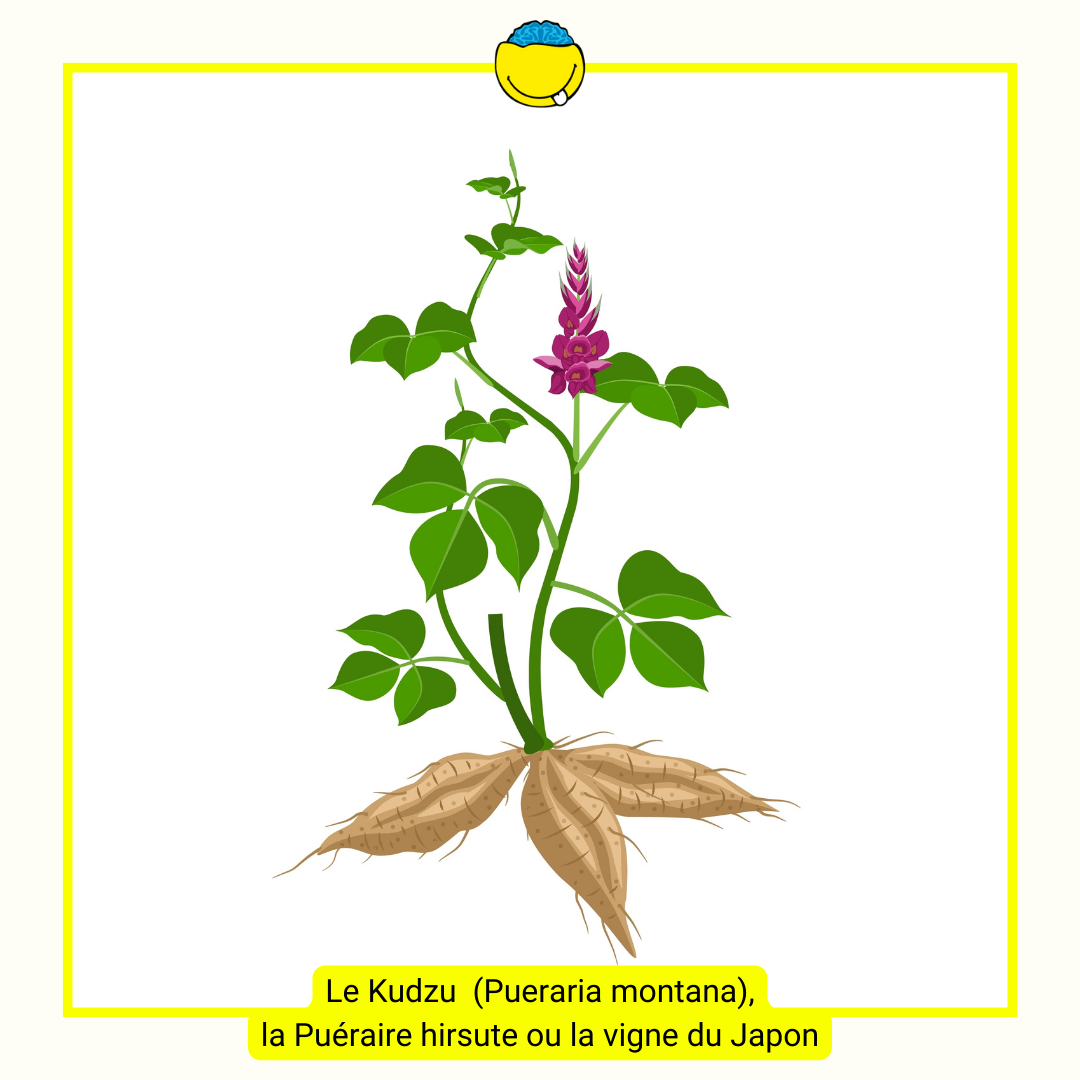 Illustration de la plante de Kudzu des racinces aux fleurs