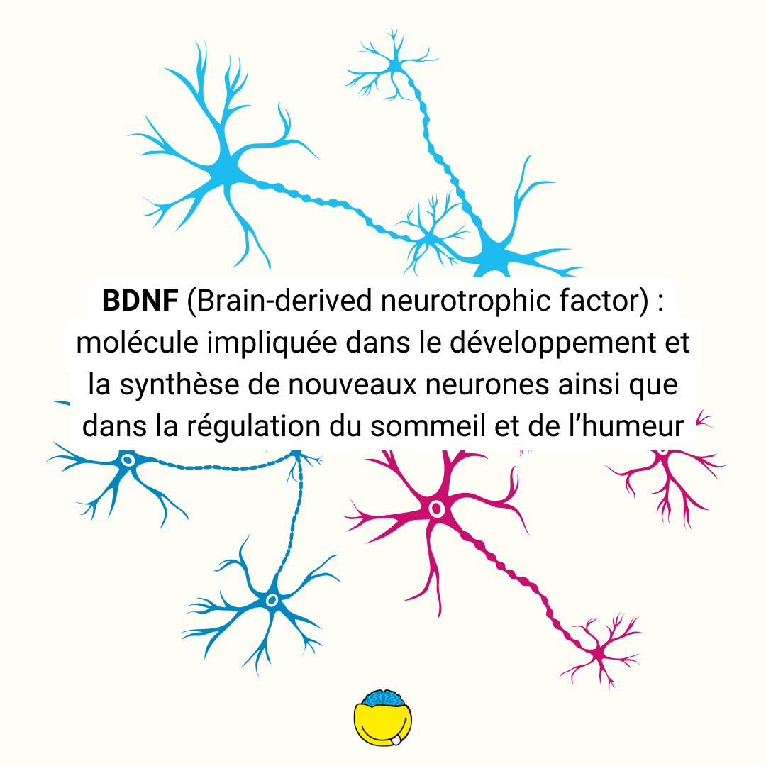 BDNF - définition