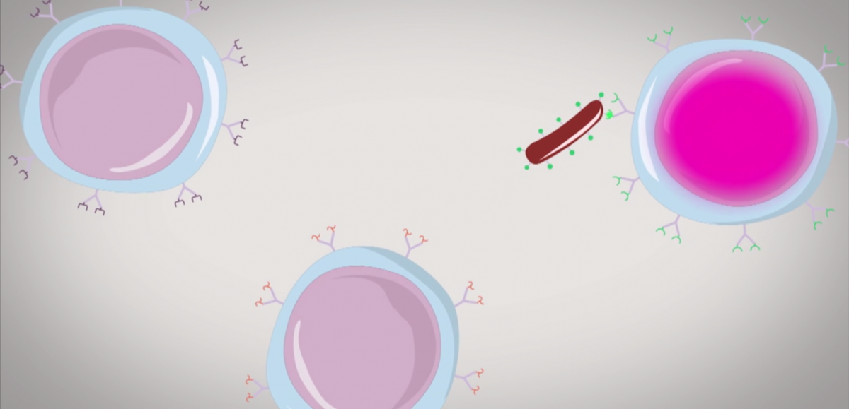 Reconnaissance de l’antigène d’une bactérie par un anticorps spécifique sur un lymphocyte