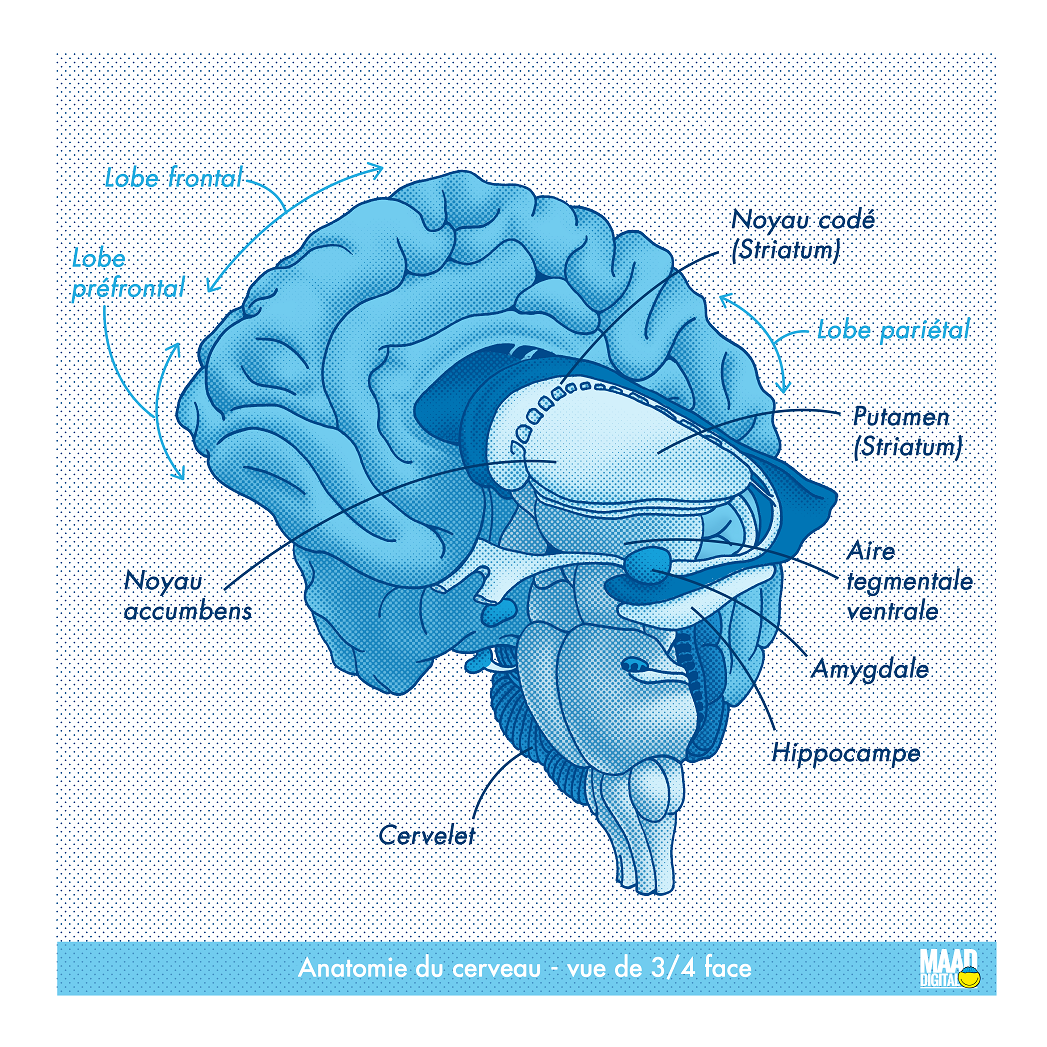 Illustration de l'anatomie du cerveau en 3D en coupe vue de 3/4 face