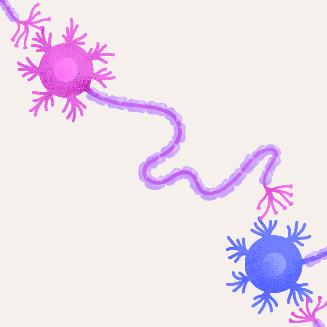 Propagation du signal le long de l'axone