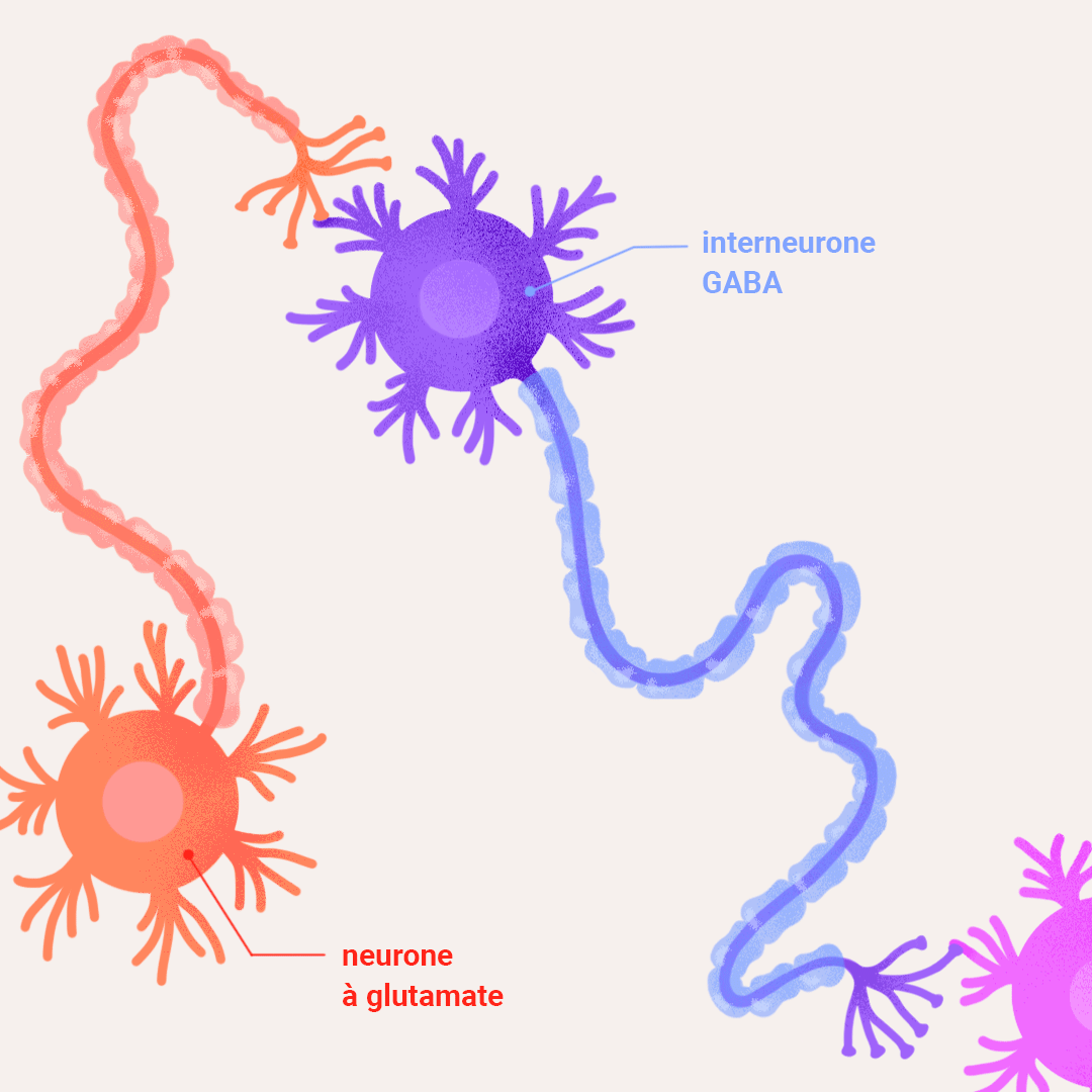 transmission neurone gabaergique