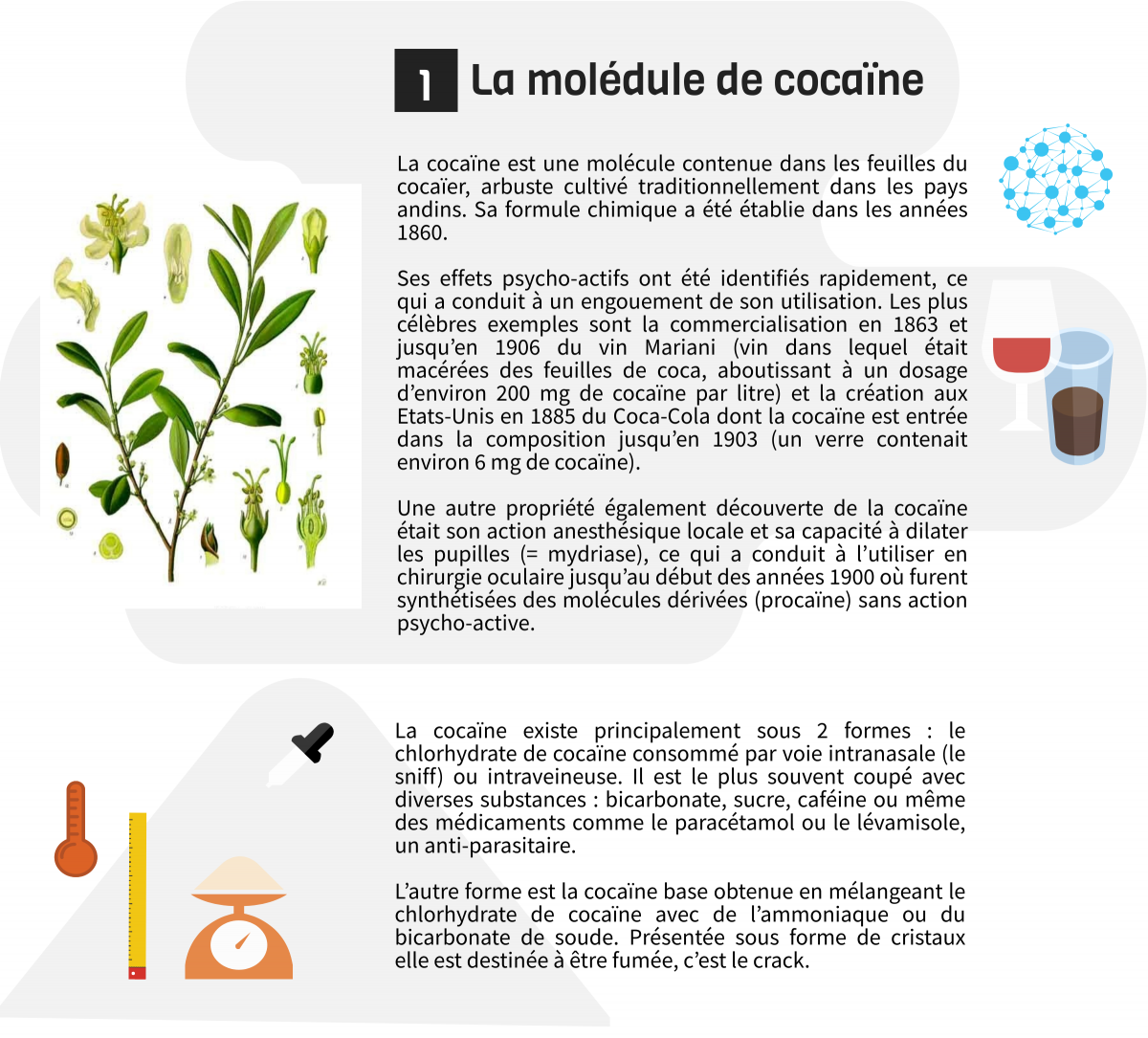infographie cocaïne